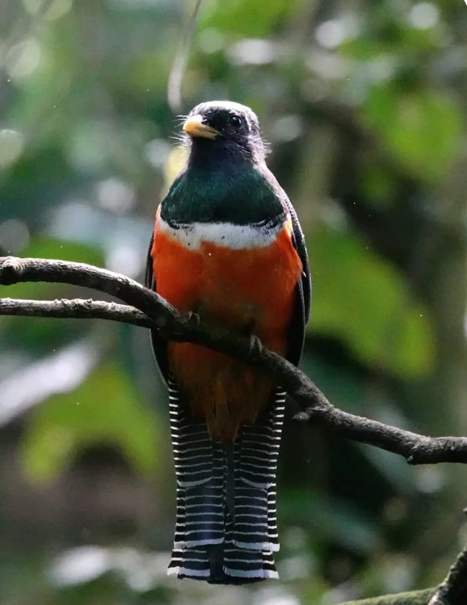 Terraza Hummingbird
